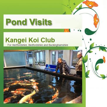 Pond Visits – The Return